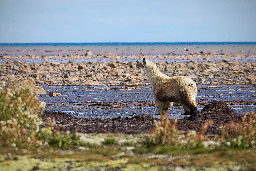 Polar Bear (Ursus maritimus)