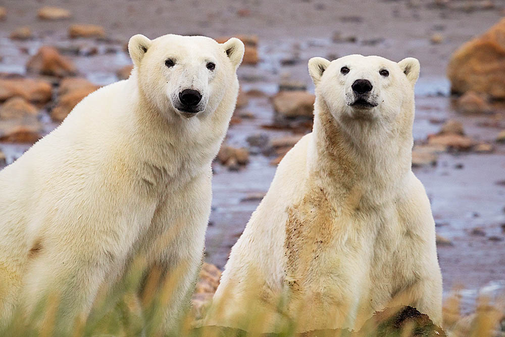 Polar Bear (Ursus maritimus)