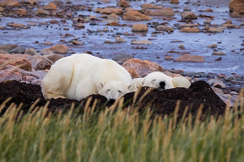 Polar Bear (Ursus maritimus)