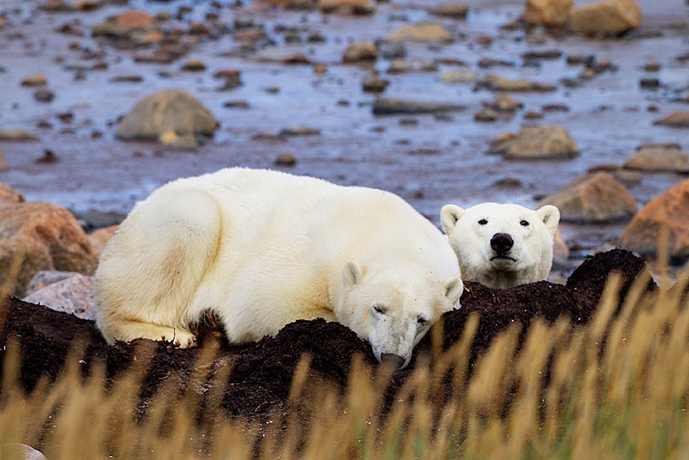 Polar Bear (Ursus maritimus)