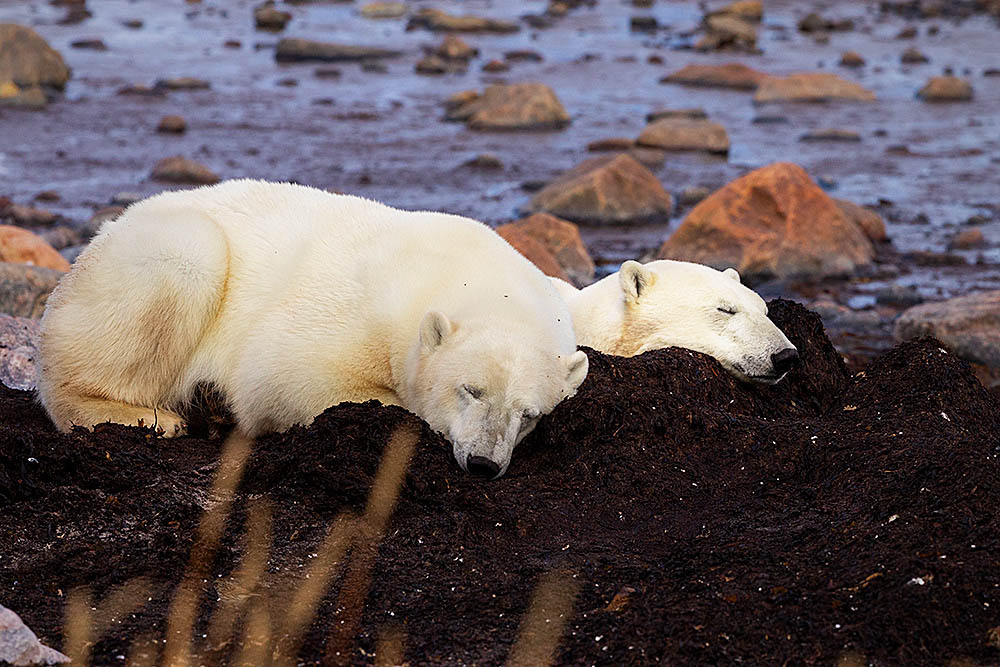 Polar Bear (Ursus maritimus)