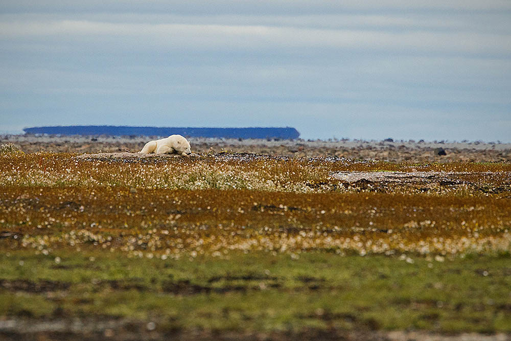 Polar Bear (Ursus maritimus)