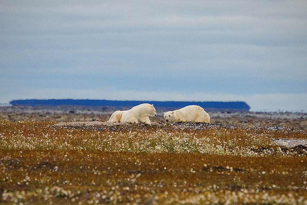 Polar Bear (Ursus maritimus)