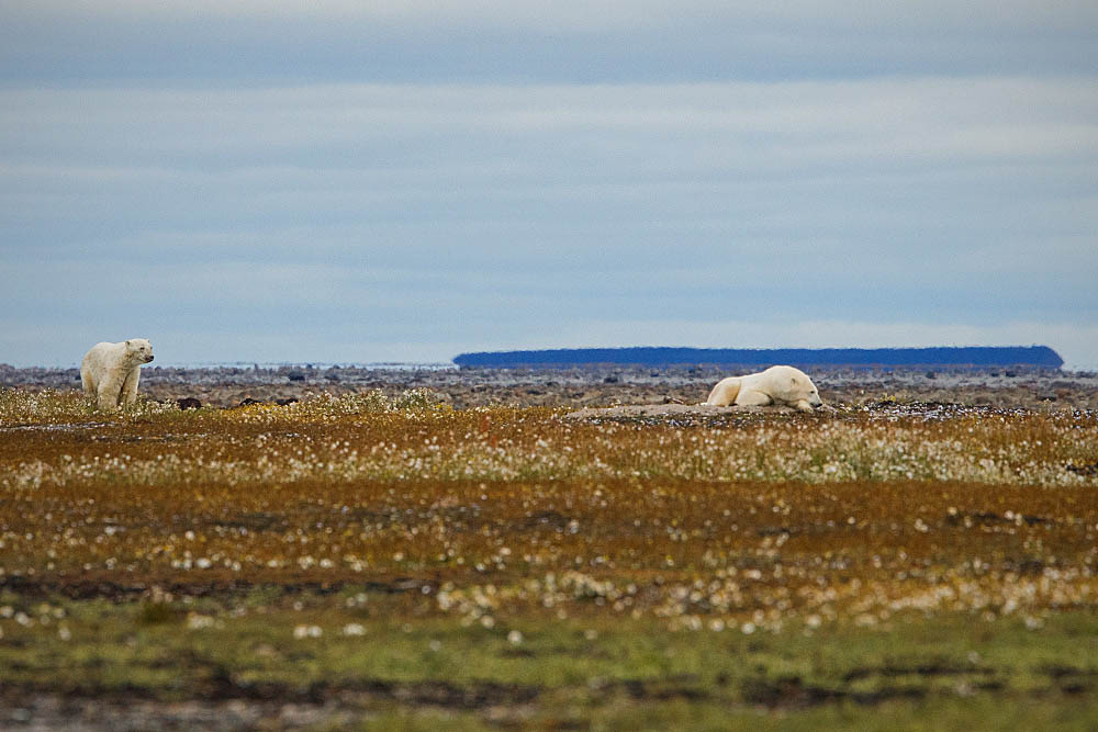 Polar Bear (Ursus maritimus)