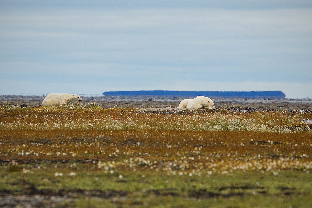 Polar Bear (Ursus maritimus)