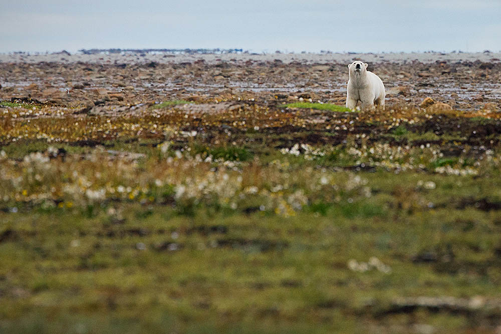 Polar Bear (Ursus maritimus)