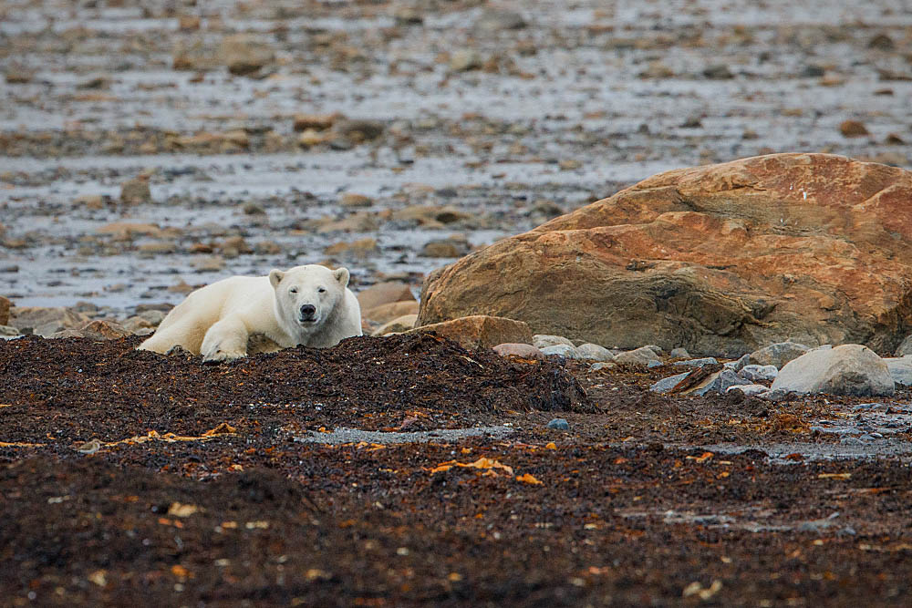 Polar Bear (Ursus maritimus)