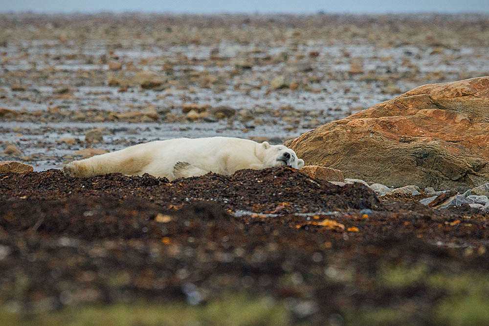 Polar Bear (Ursus maritimus)