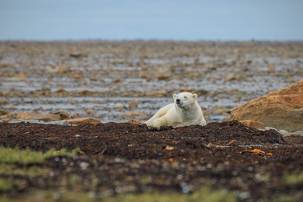 Polar Bear (Ursus maritimus)