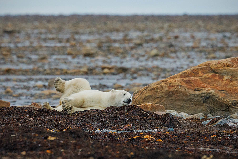 Polar Bear (Ursus maritimus)