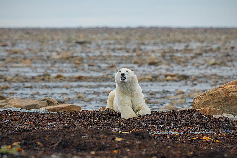 Polar Bear (Ursus maritimus)