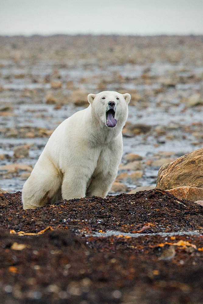 Polar Bear (Ursus maritimus)