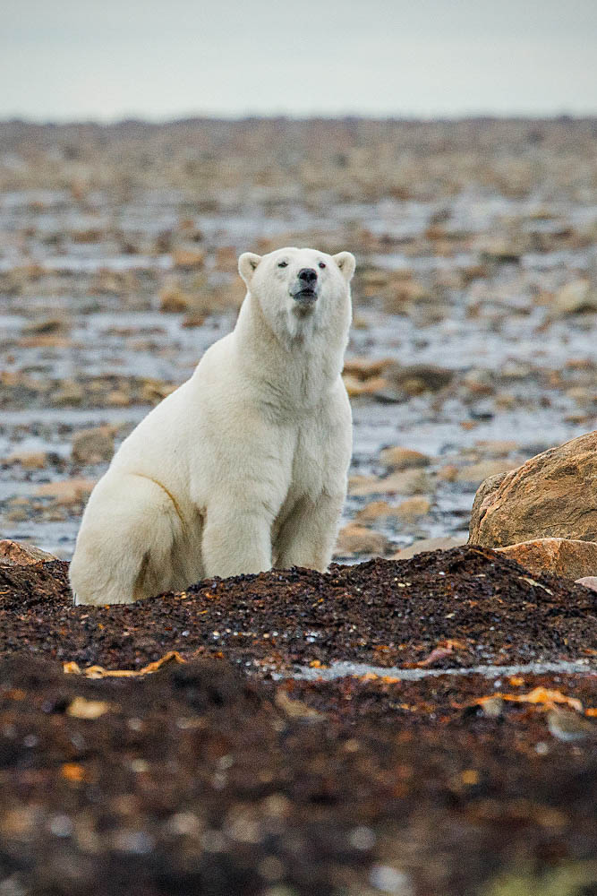 Polar Bear (Ursus maritimus)