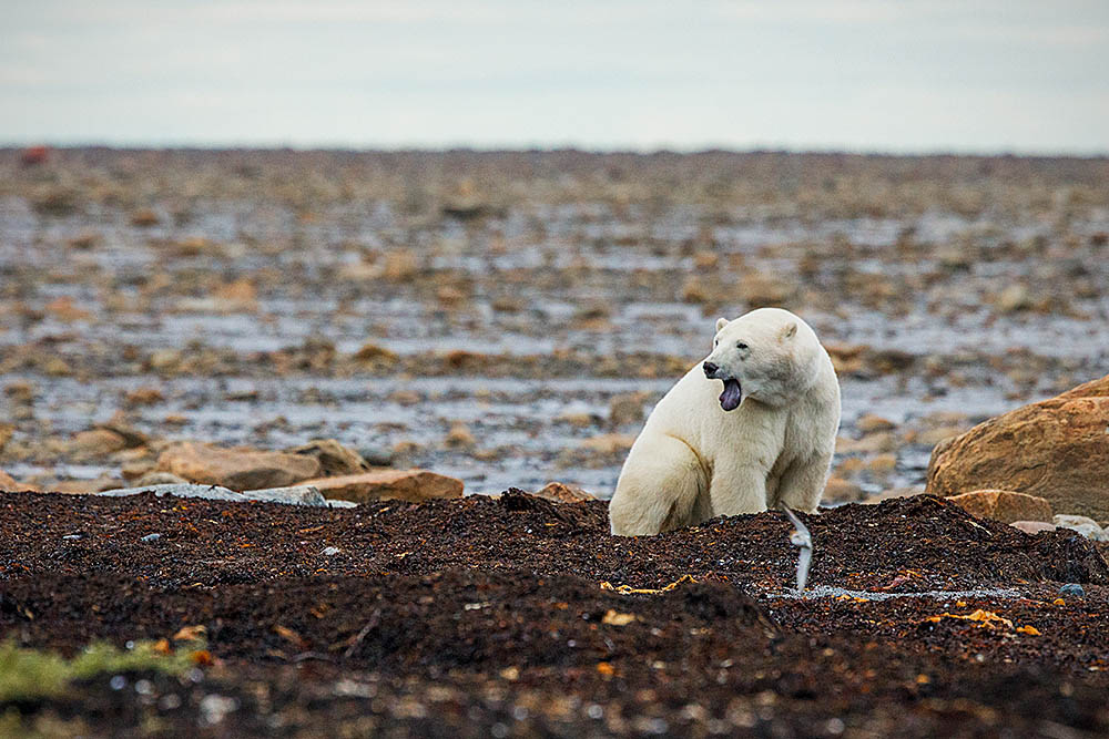 Polar Bear (Ursus maritimus)