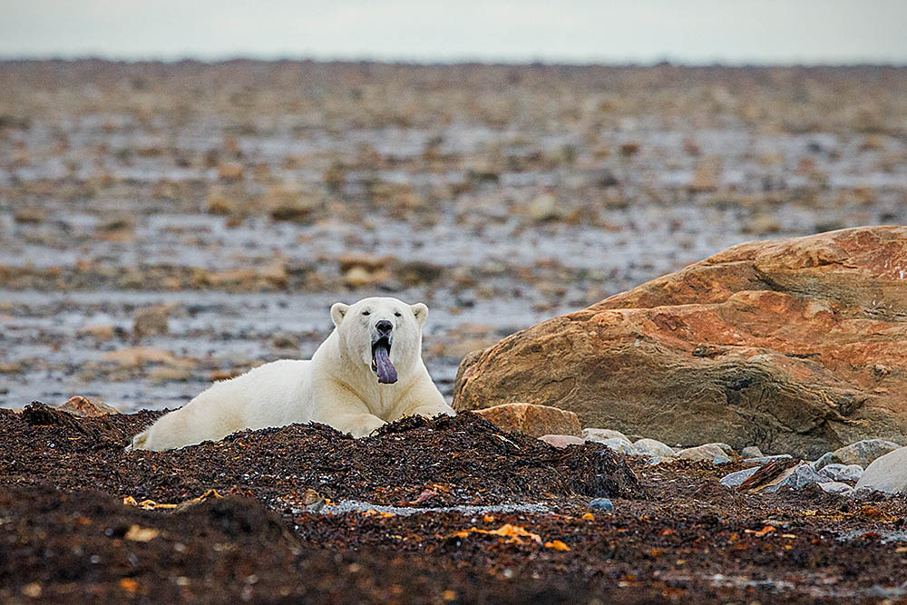 Polar Bear (Ursus maritimus)