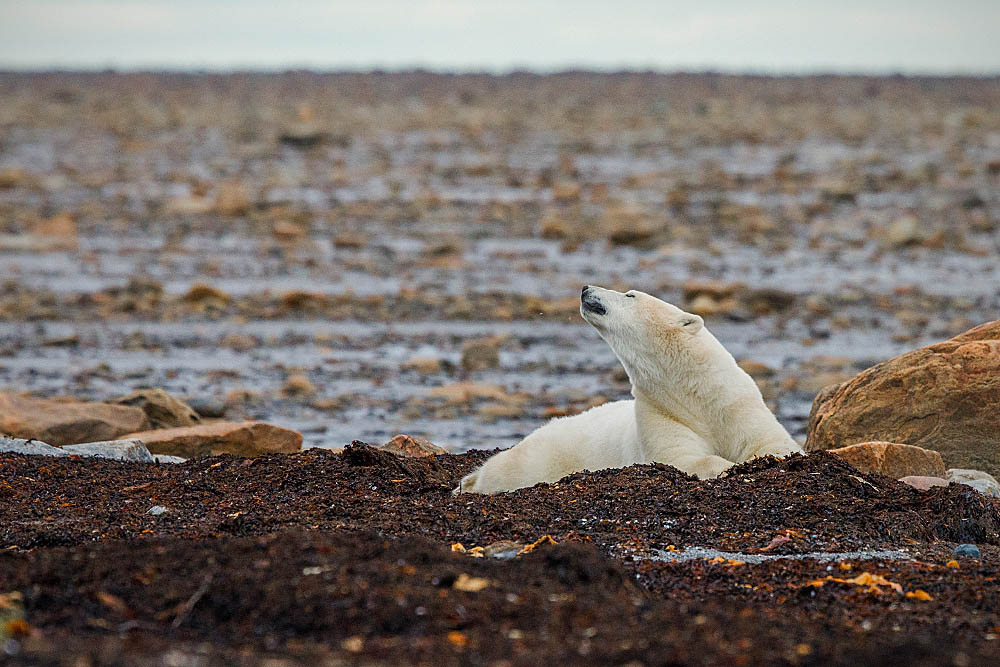 Polar Bear (Ursus maritimus)