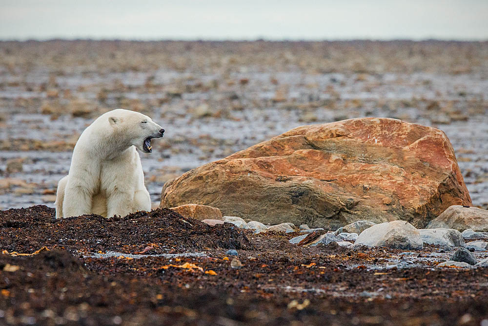 Polar Bear (Ursus maritimus)