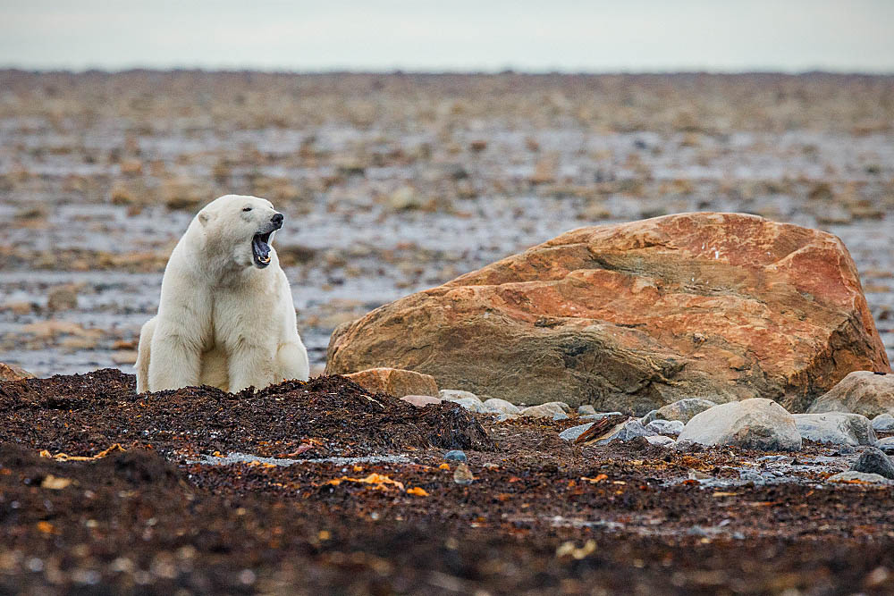 Polar Bear (Ursus maritimus)