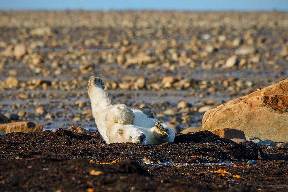 Polar Bear (Ursus maritimus)