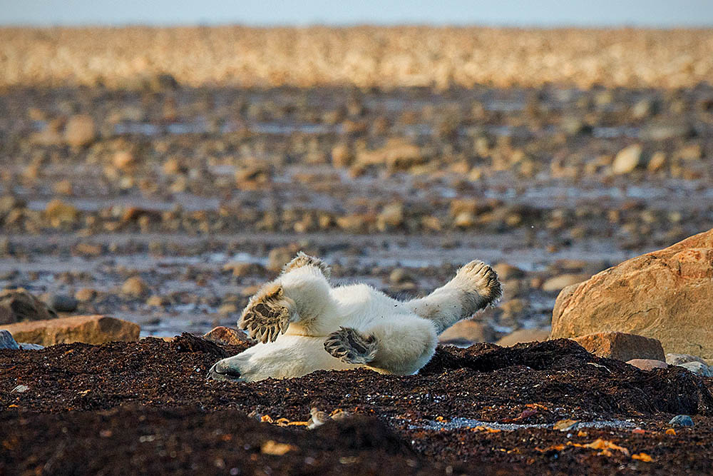 Polar Bear (Ursus maritimus)