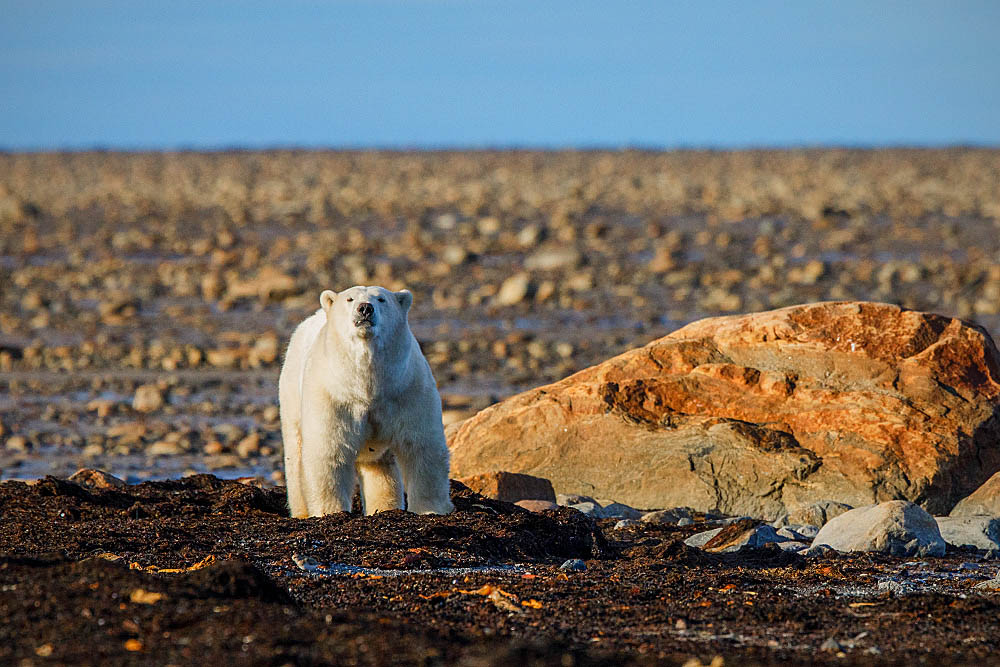 Polar Bear (Ursus maritimus)