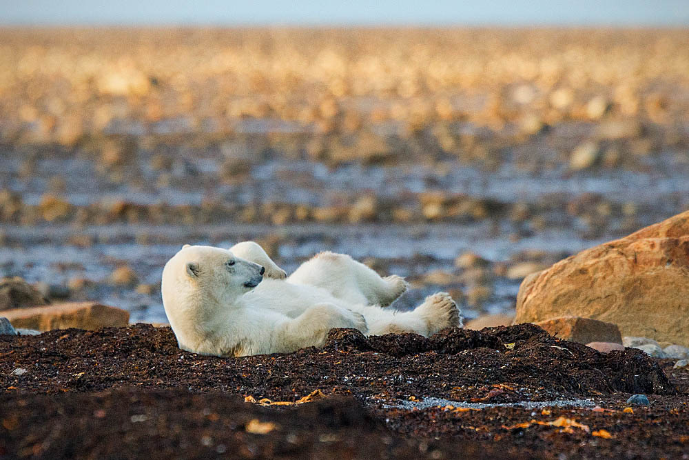 Polar Bear (Ursus maritimus)