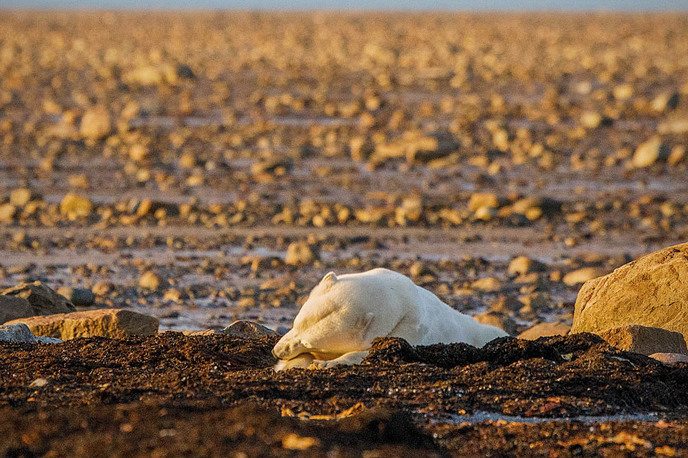 Polar Bear (Ursus maritimus)