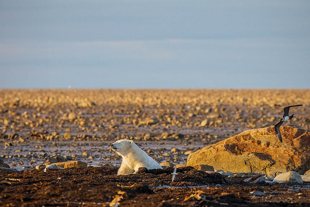 Polar Bear (Ursus maritimus)