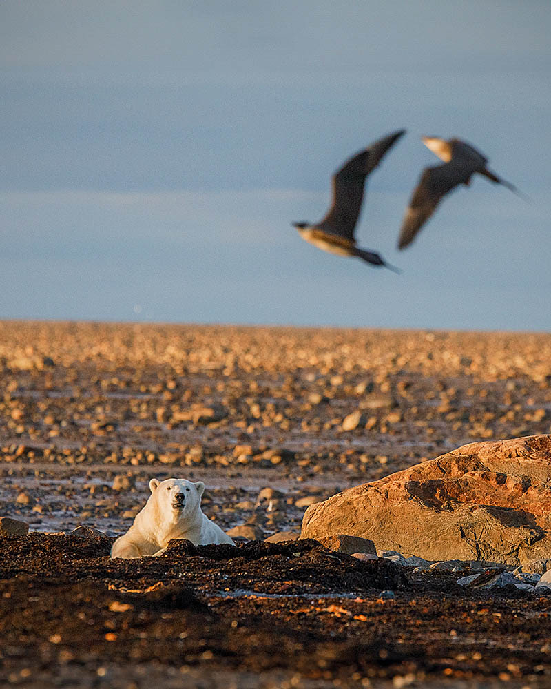 Polar Bear (Ursus maritimus)