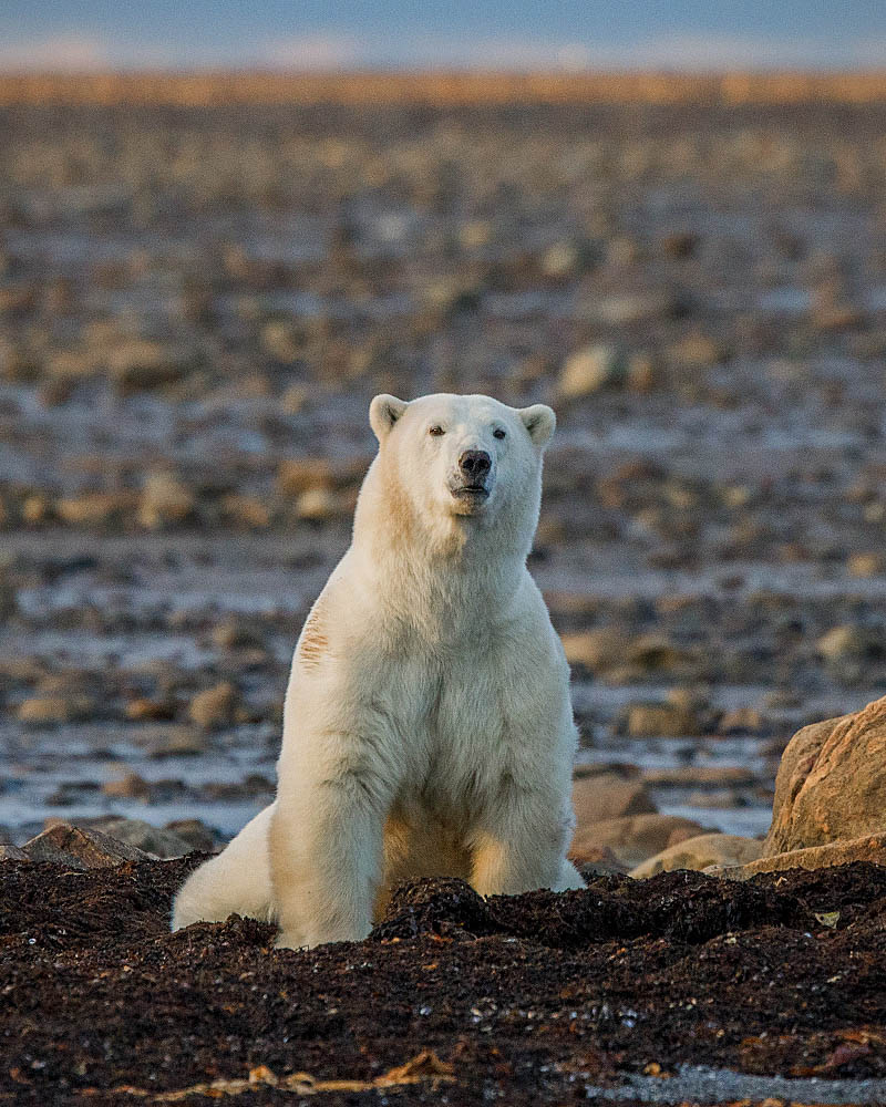 Polar Bear (Ursus maritimus)