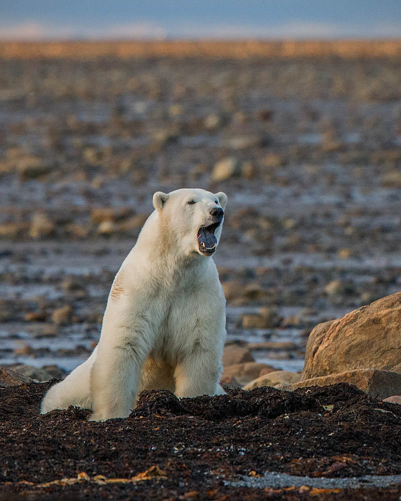 Polar Bear (Ursus maritimus)