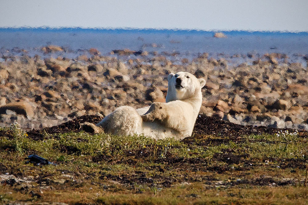 Polar Bear (Ursus maritimus)