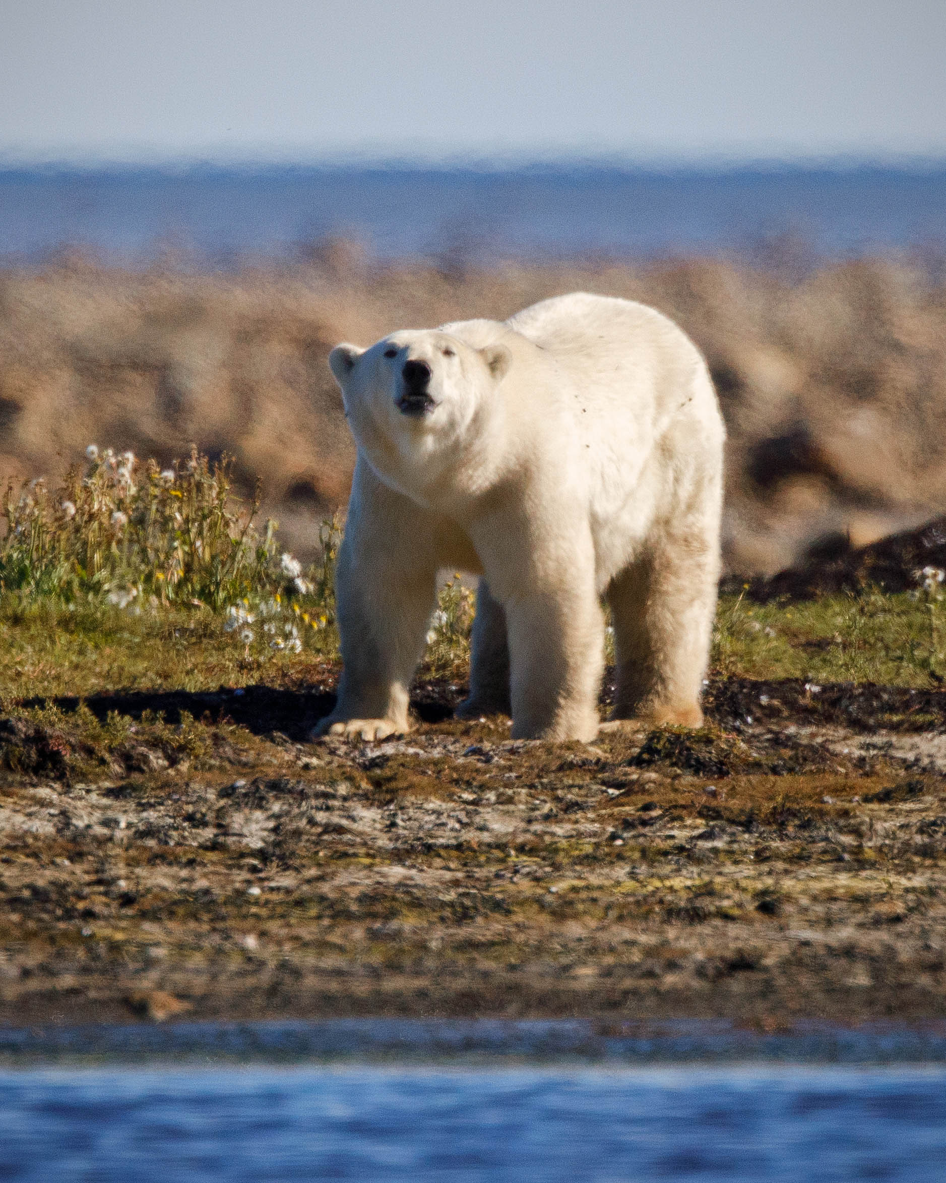 Polar Bear (Ursus maritimus)