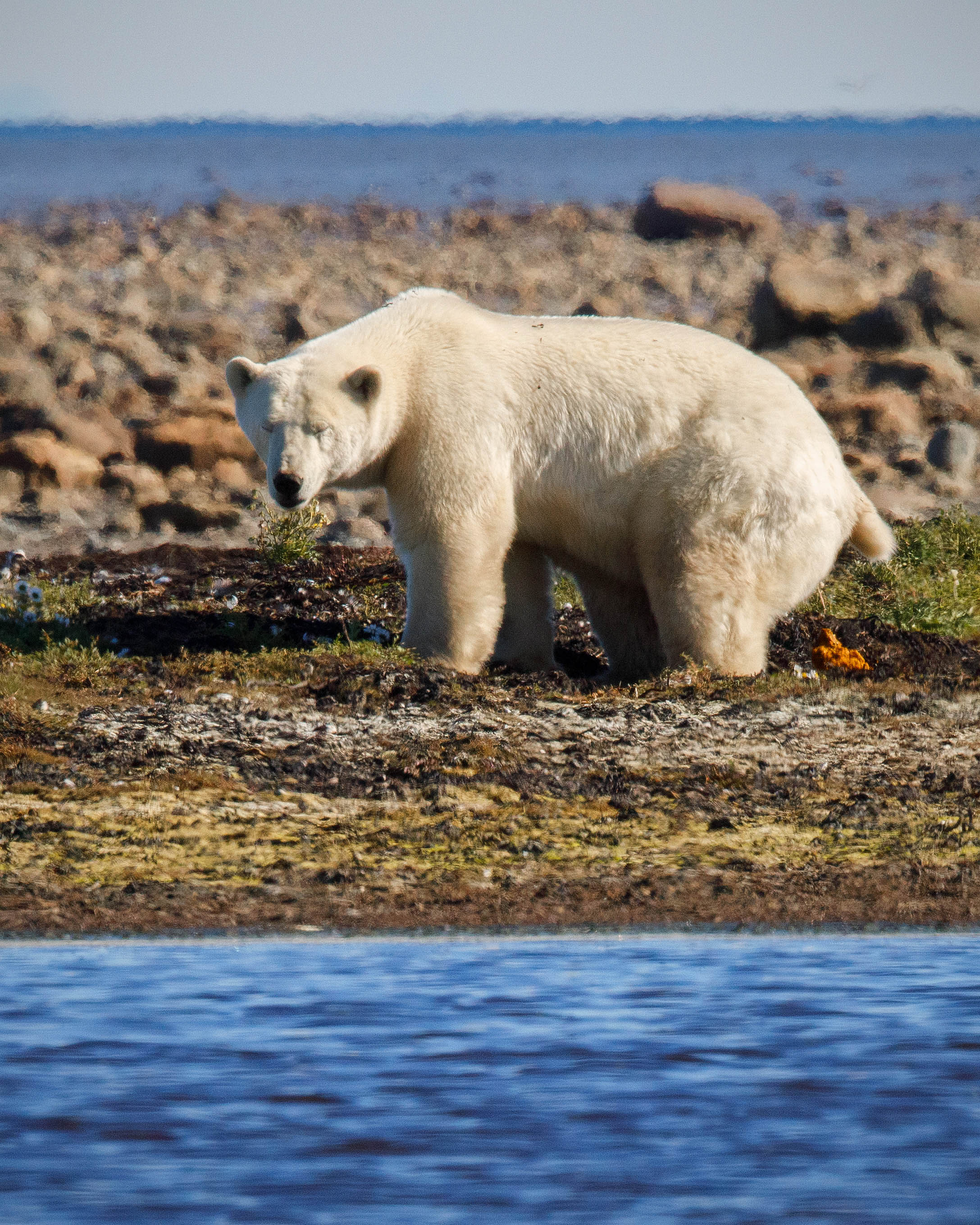 Polar Bear (Ursus maritimus)