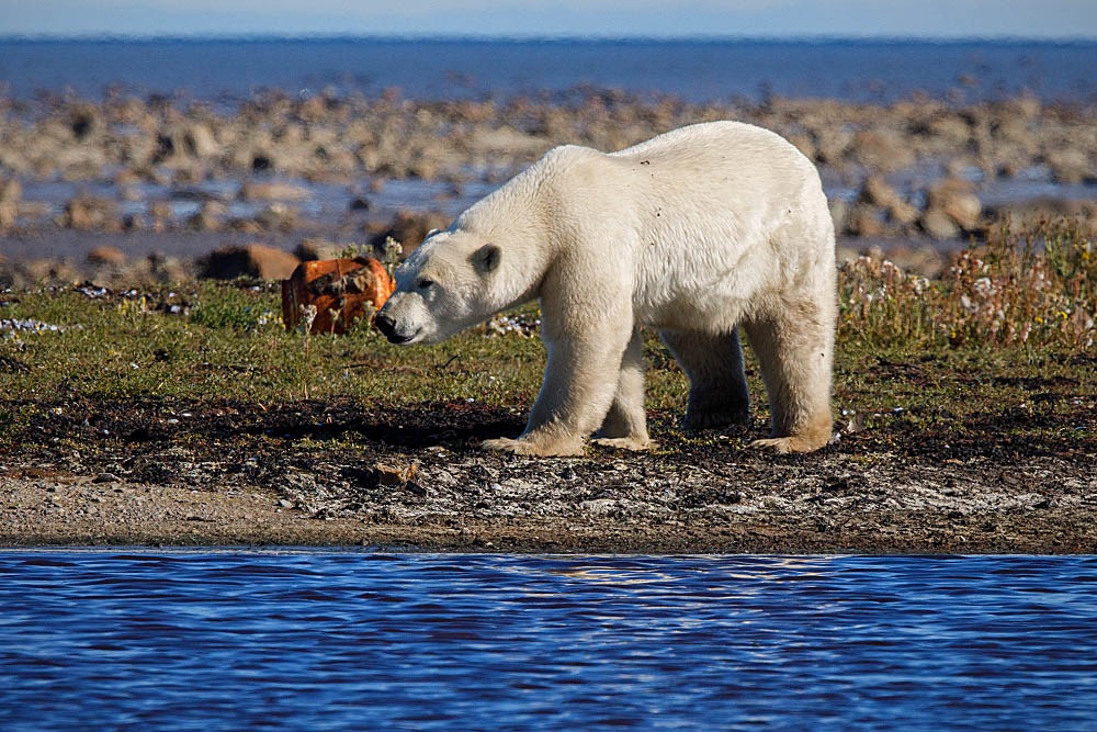 Polar Bear (Ursus maritimus)