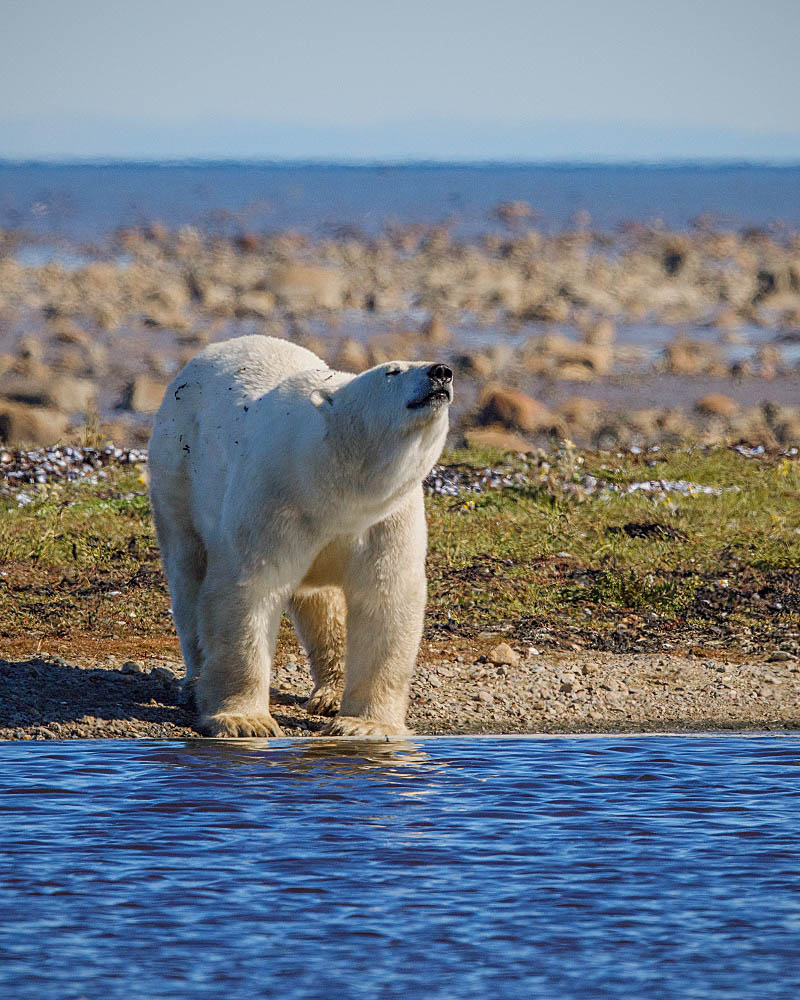 Polar Bear (Ursus maritimus)