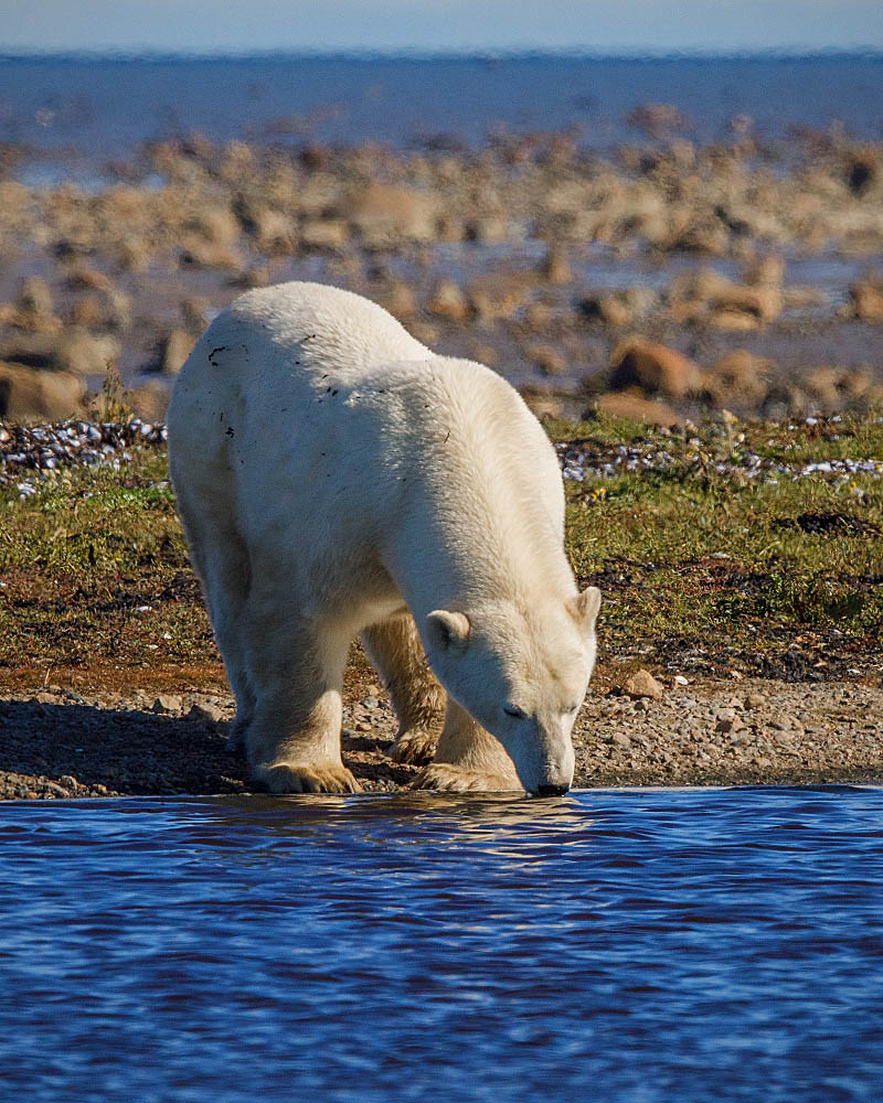 Polar Bear (Ursus maritimus)