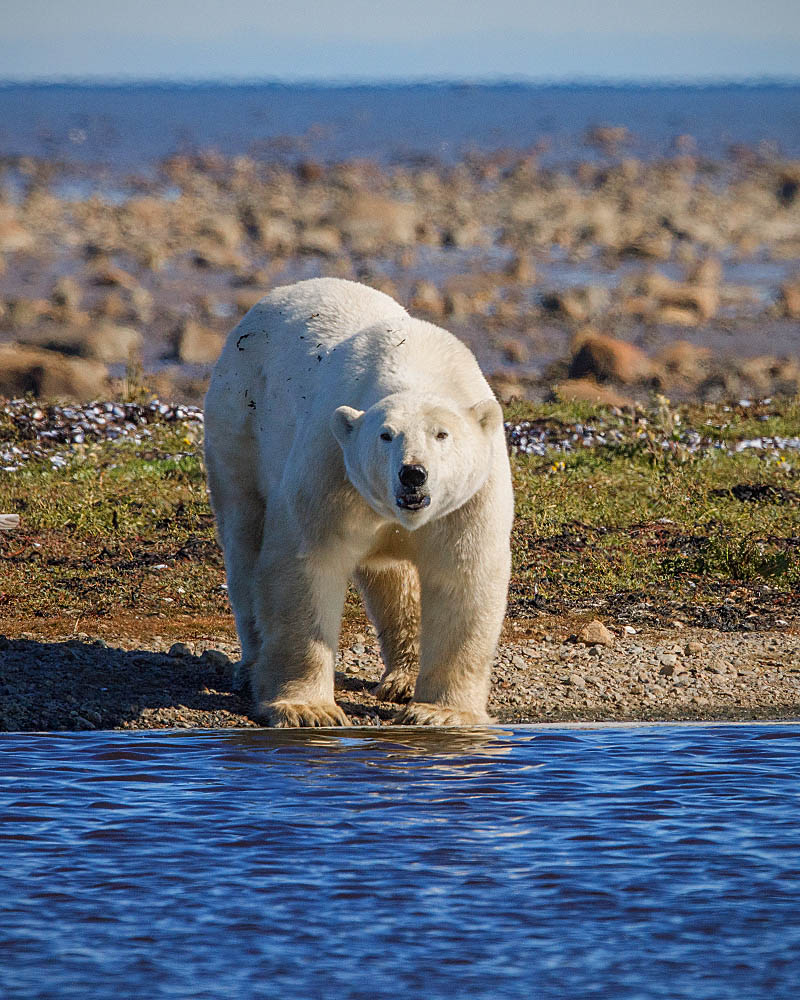 Polar Bear (Ursus maritimus)