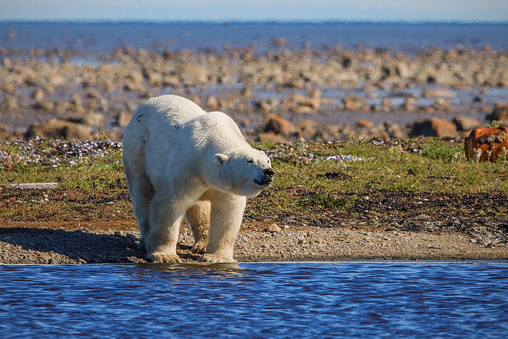 Polar Bear (Ursus maritimus)