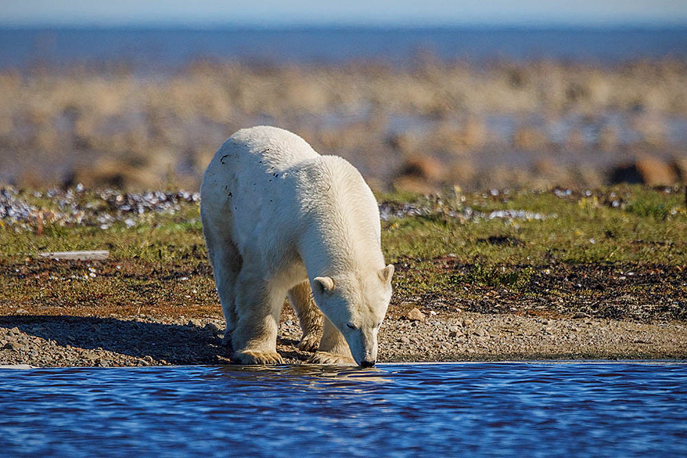 Polar Bear (Ursus maritimus)