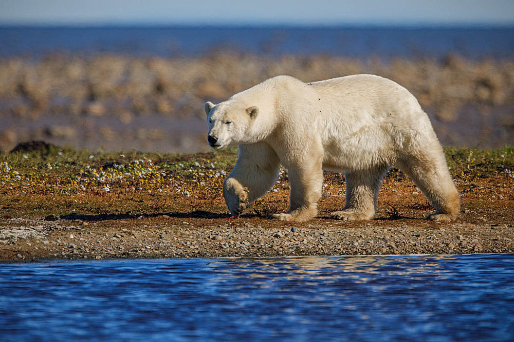 Polar Bear (Ursus maritimus)