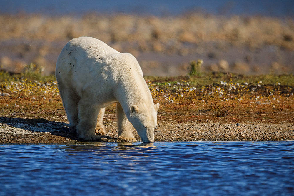 Polar Bear (Ursus maritimus)