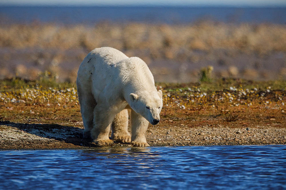 Polar Bear (Ursus maritimus)