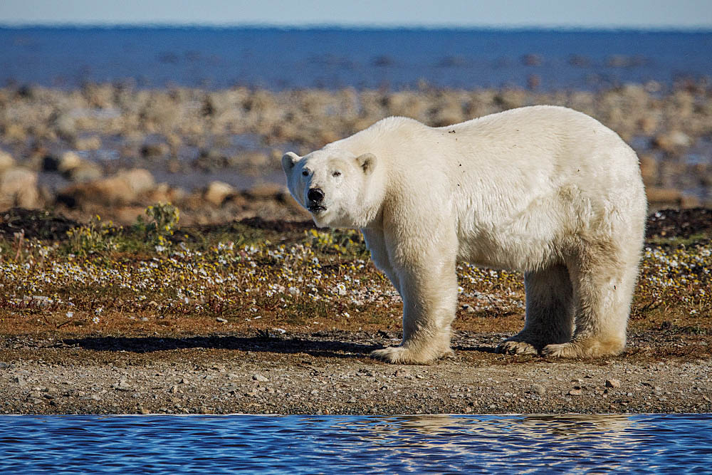 Polar Bear (Ursus maritimus)