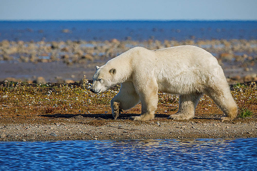 Polar Bear (Ursus maritimus)