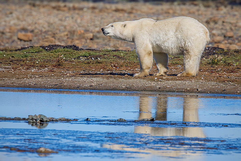 Polar Bear (Ursus maritimus)