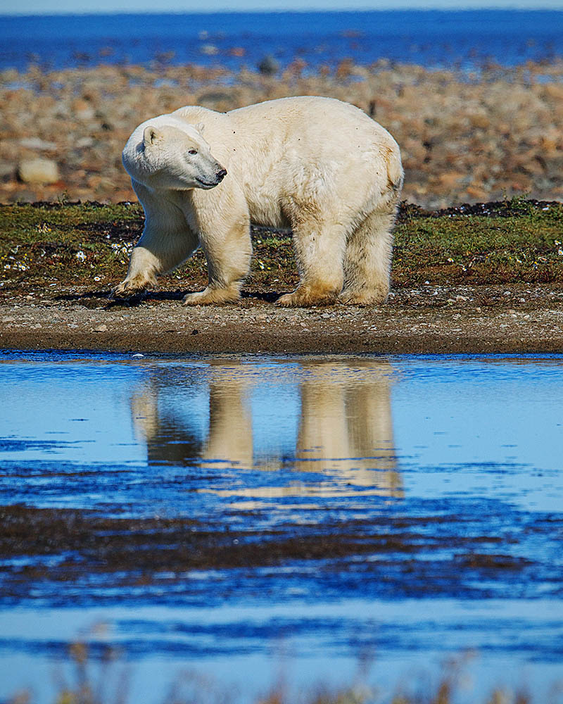 Polar Bear (Ursus maritimus)