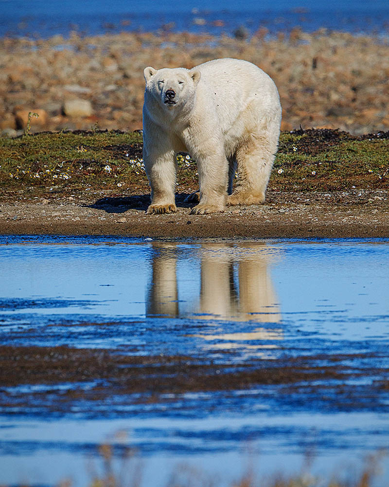 Polar Bear (Ursus maritimus)