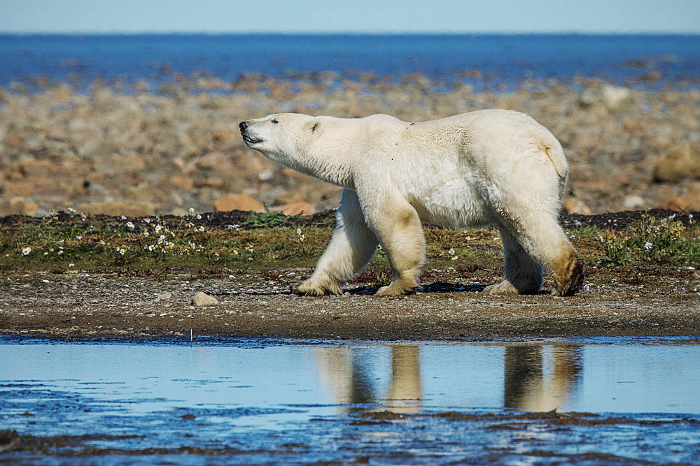 Polar Bear (Ursus maritimus)