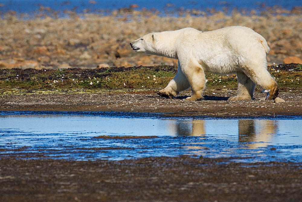 Polar Bear (Ursus maritimus)